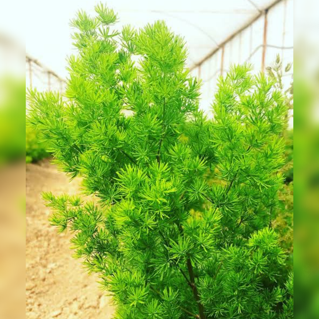 Buy  Asparagus Fern Plant - Lalitenterprise