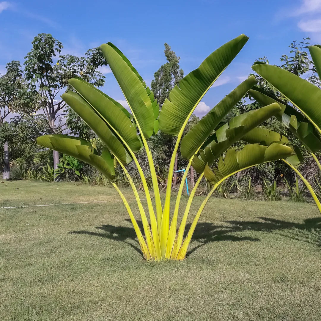 Buy Ravenala madagascariensis /Travellers Palm Plant - Lalitenterprise