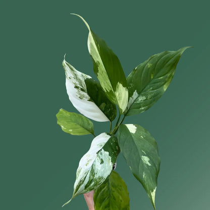 Buy Aglaonema Modestum Variegated | Spilt Milk – Plant Online at Lalitenterprise
