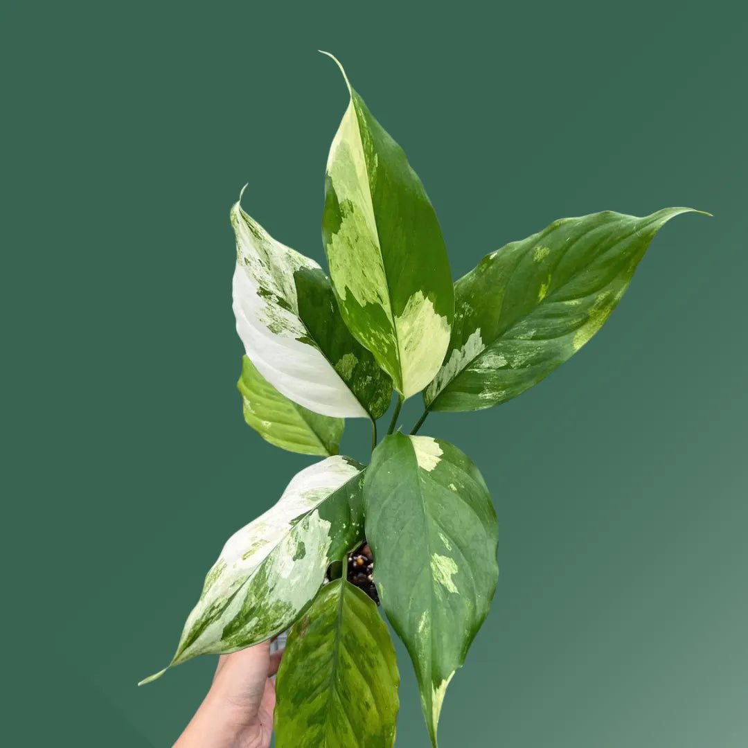 Buy Aglaonema Spilt Milk – Plant Online at Lalitenterprise