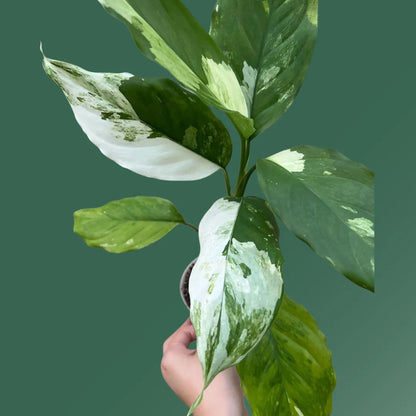aglaonema marantifolium leaves Aglaonema Modestum Variegated