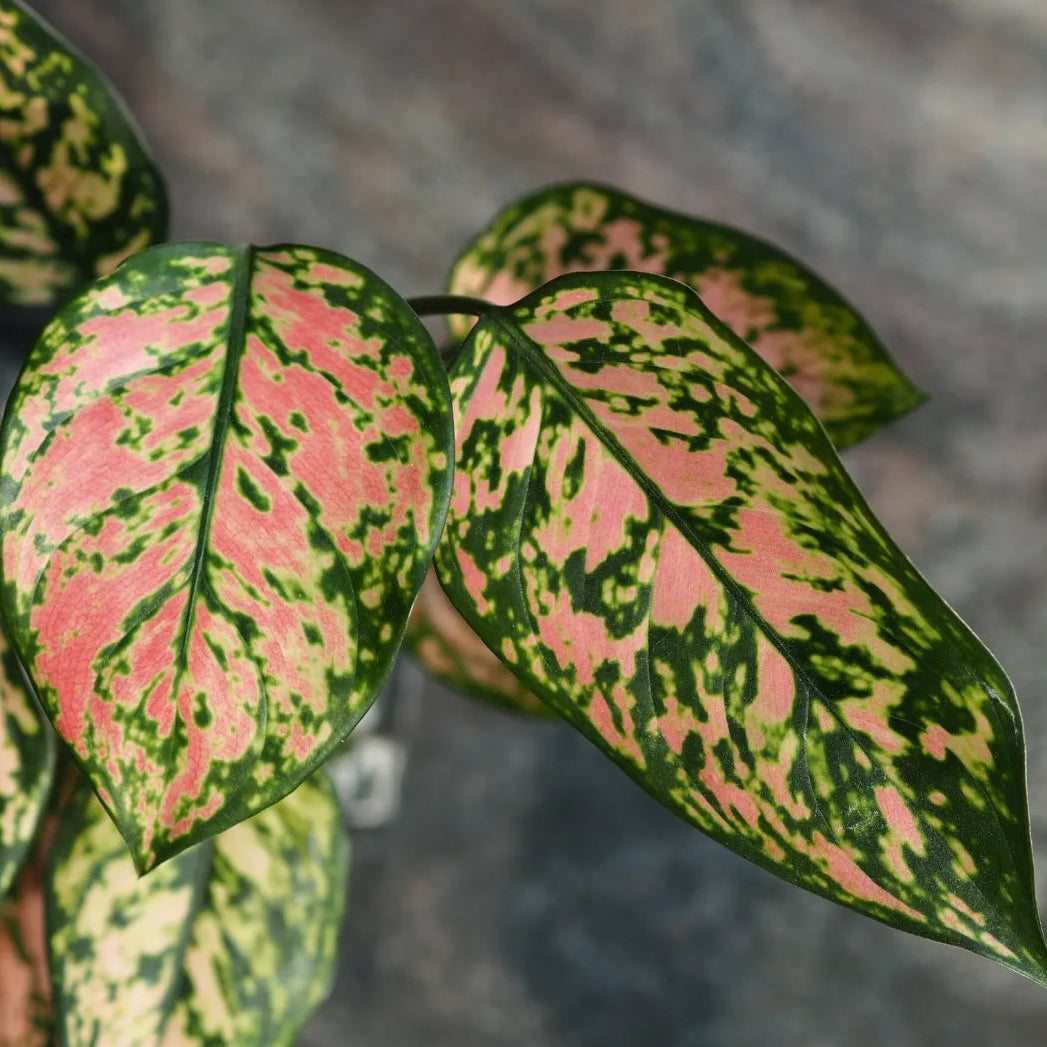 Buy Aglaonema Chineese Evergreen - Lalitenterprise