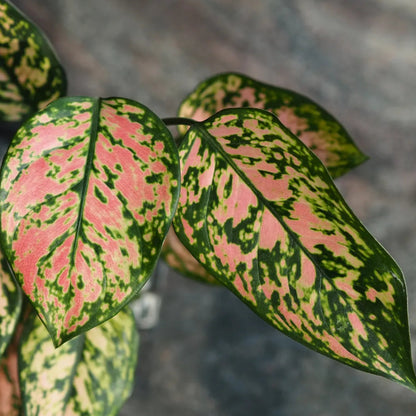 Buy Aglaonema Chineese Evergreen - Lalitenterprise