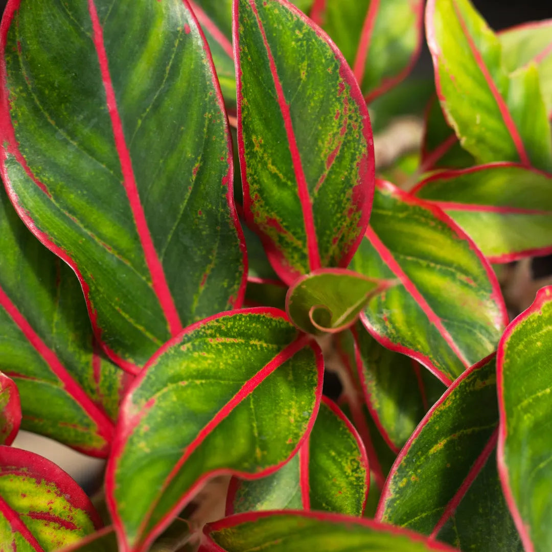 Buy Aglaonema Red Lipstick, Siam Aurora - Palnt Online at Lalitenterprise