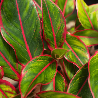 Buy Aglaonema Red Lipstick, Siam Aurora - Palnt Online at Lalitenterprise