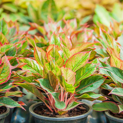 Buy Aglaonema Red Lipstick, Siam Aurora - Palnt Online at Lalitenterprise