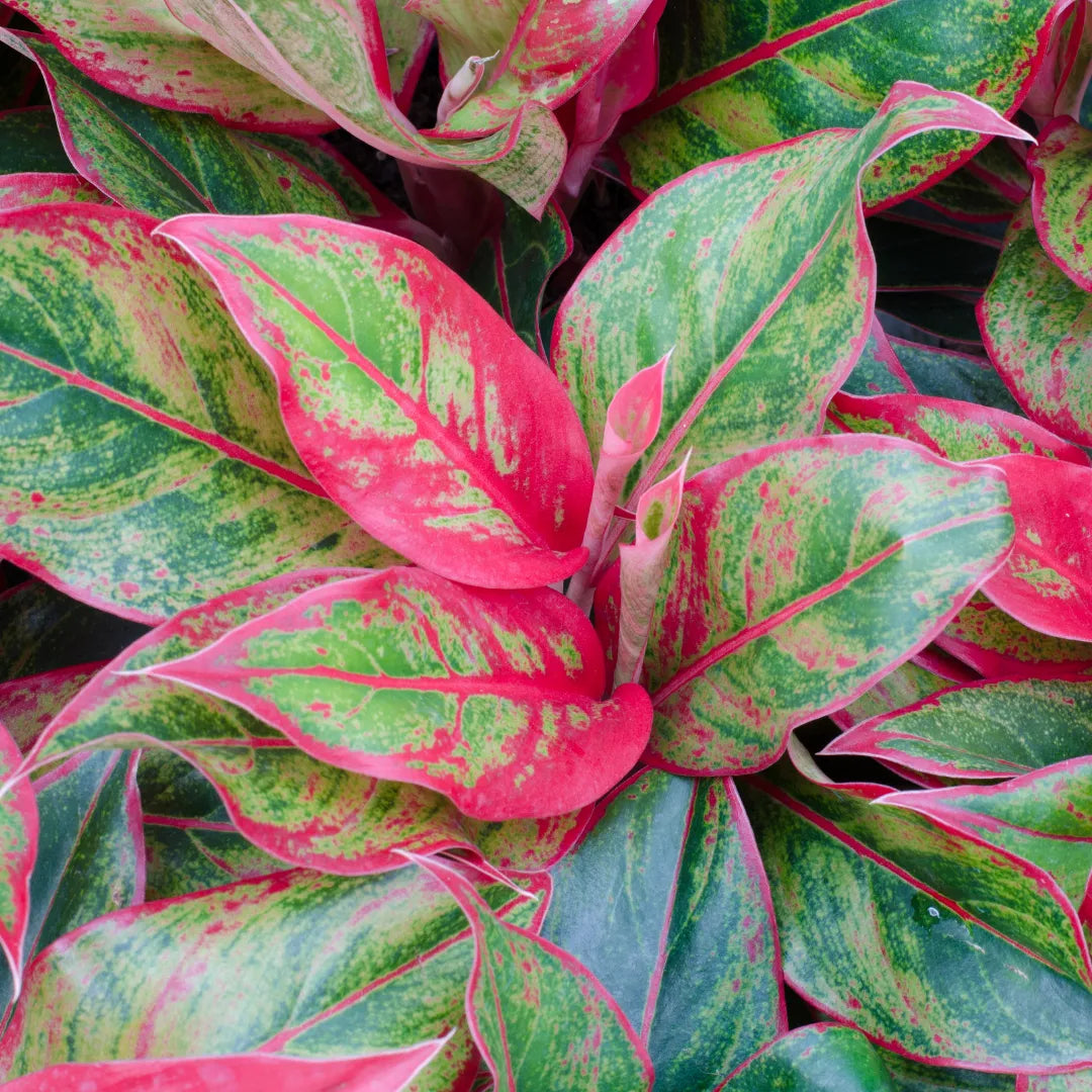 aglaonema red lipstick care Aglaonema Red Lipstick, Siam Aurora
