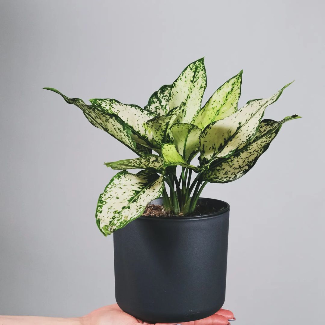 Buy Aglaonema Snow White (Chinese Evergreen) - Plant Online at Lalitenterprise