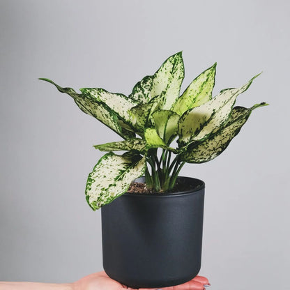 Buy Aglaonema Snow White (Chinese Evergreen) - Plant Online at Lalitenterprise