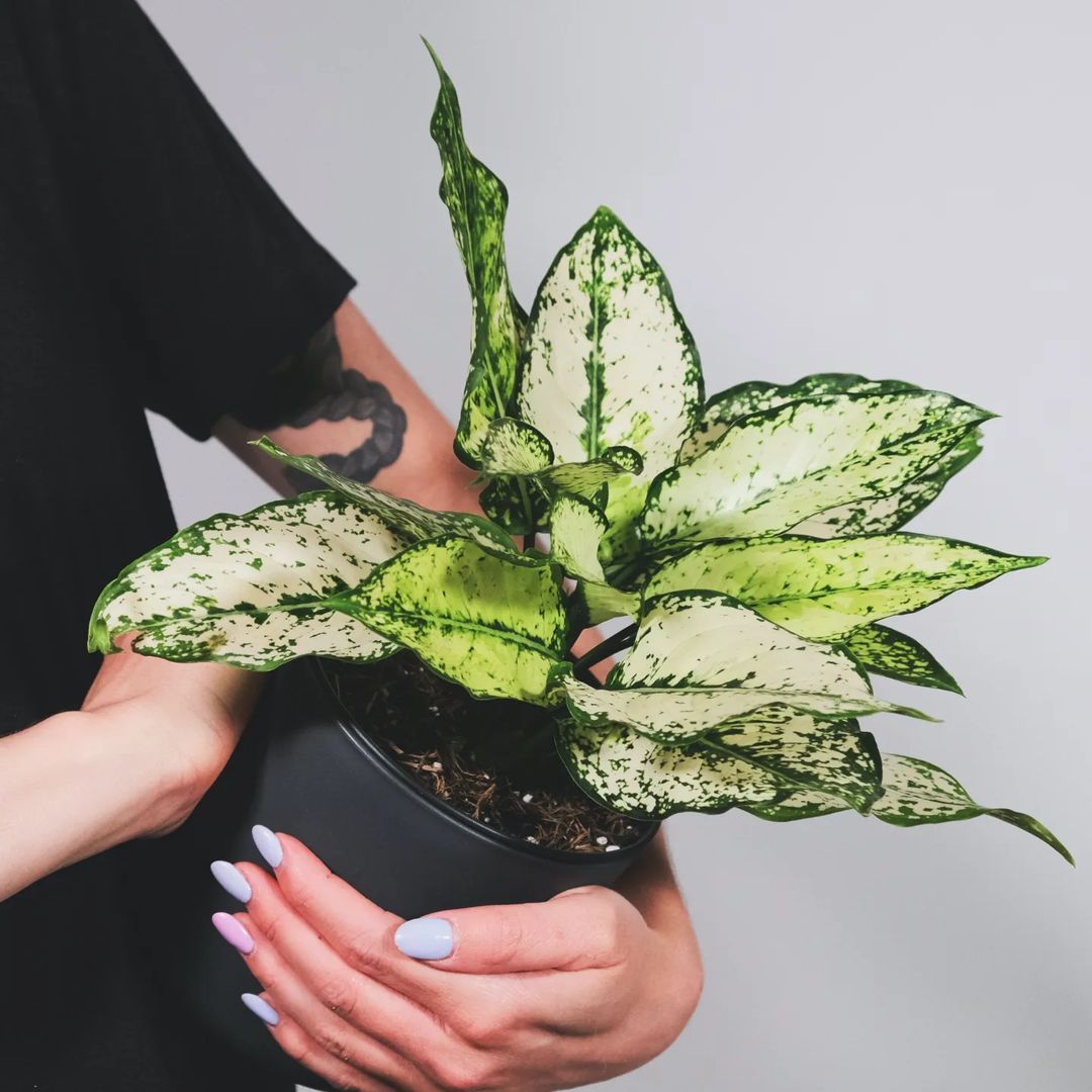 Buy Aglaonema Snow White (Chinese Evergreen) - Plant Online at Lalitenterprise