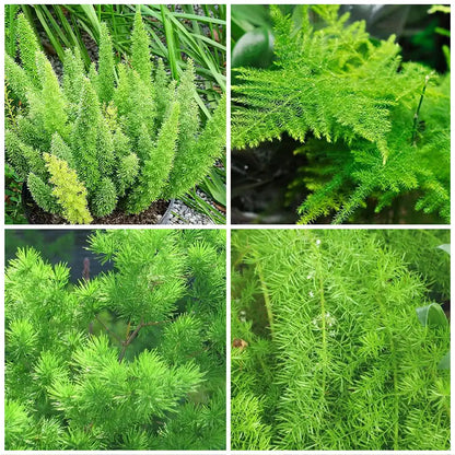 Buy Best Asparagus Fern - Plant Online at Lalitenterprise