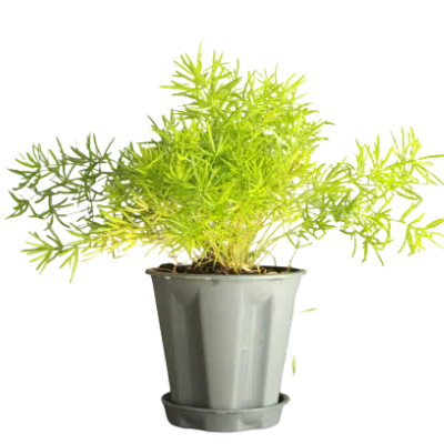 Buy Best Asparagus Fern - Plant Online at Lalitenterprise