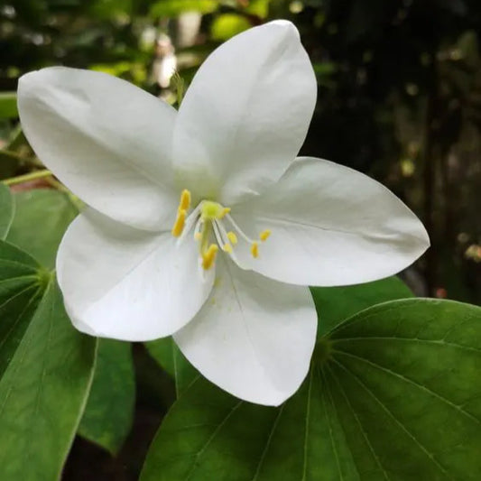 Buy Bauhinia Acuminata (White Orchid Tree) - Plant Online at Lalitenterprise