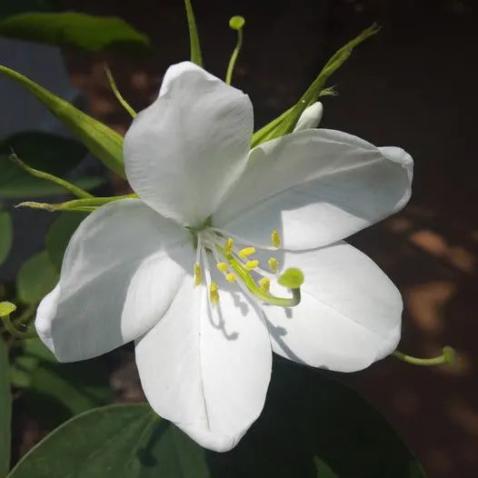 Buy Bauhinia Acuminata (White Orchid Tree) - Plant Online at Lalitenterprise