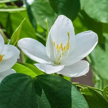 Buy Bauhinia Acuminata (White Orchid Tree) - Plant Online at Lalitenterprise