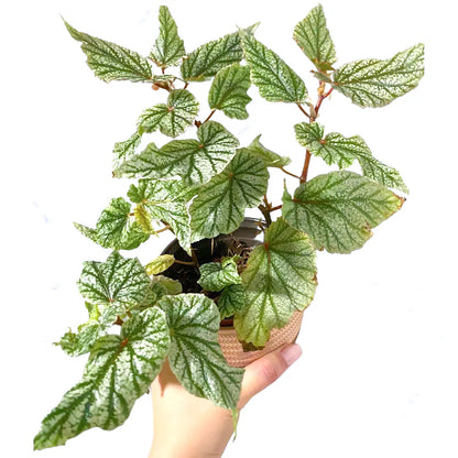 Buy Begonia 'Don Miller' | Begonia "Frosty" - Plant Online at Lalitenterprise