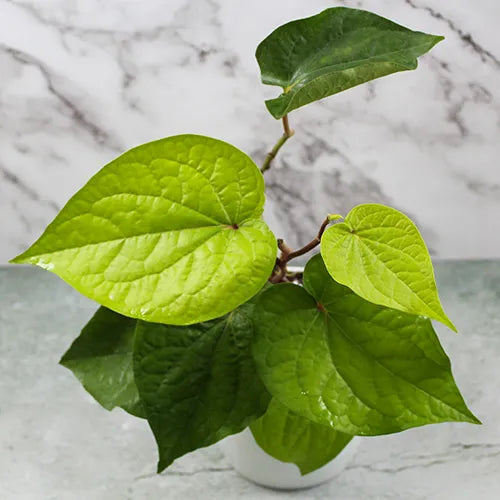 Piper Betel | Betel Leaf Plant | Big Leaf Paan – Lalit Enterprise
