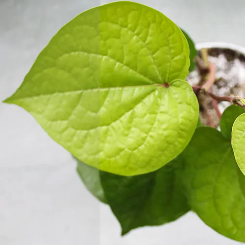 Buy Big Leaf Paan Plant - Lalit Enterprise