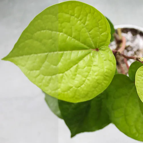 Piper Betel | Betel Leaf Plant | Big Leaf Paan – Lalit Enterprise