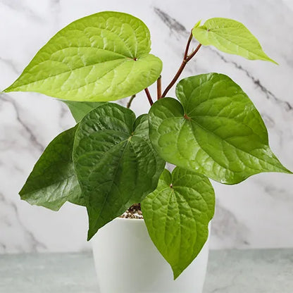 Buy Betel Leaf Plant - Lalit Enterprise
