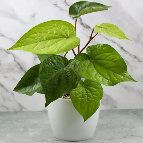 Buy Big Leaf Paan (Piper Betle) "Betel Leaf Paan" - Plant Online at Lalitenterprise