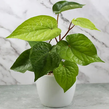 Buy Big Leaf Paan (Piper Betle) "Betel Leaf Paan" - Plant Online at Lalitenterprise