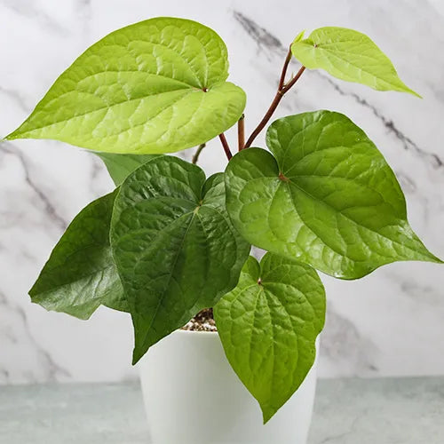 Buy Big Leaf Paan (Piper Betle) "Betel Leaf Paan" - Plant Online at Lalitenterprise