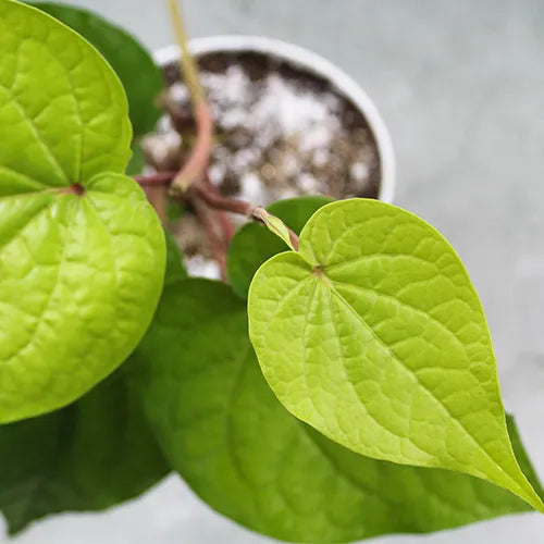 Buy Big Leaf Paan (Piper Betle) "Betel Leaf Paan" - Plant Online at Lalitenterprise