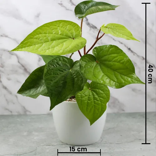 Buy Big Leaf Paan (Piper Betle) "Betel Leaf Paan" - Plant Online at Lalitenterprise