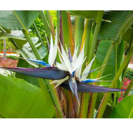 Buy Strelitzia Nicolai Plant - Lalit Enterprise