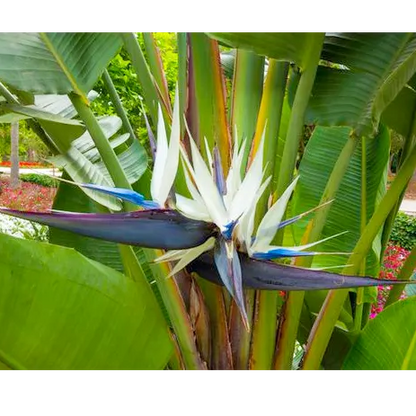 Buy Strelitzia Nicolai Plant - Lalit Enterprise