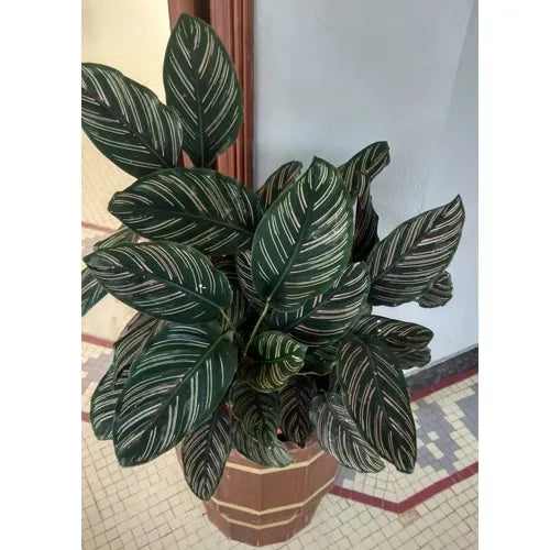 Black Marantha Ornata Plant – Maranta Majestica, Calathea Ornata