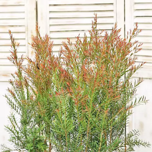 Buy Weeping Bottle Brush Plant - Lalit Enterprise