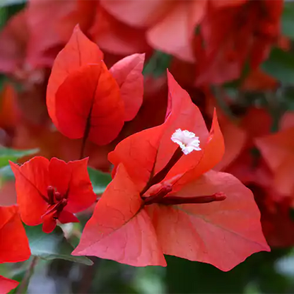 Bougainvillea Plant (Red)