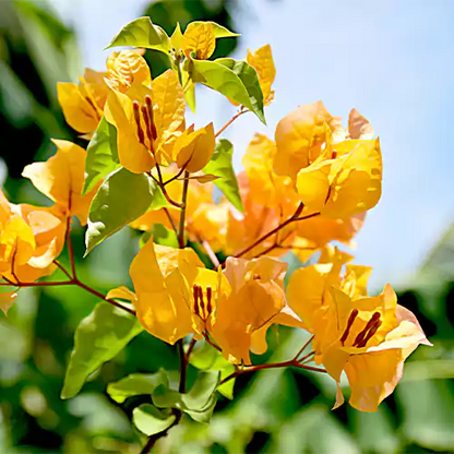 Bougainvillea Plant (Yellow)