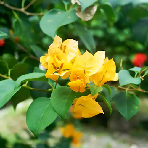 Bougainvillea Plant (Yellow)