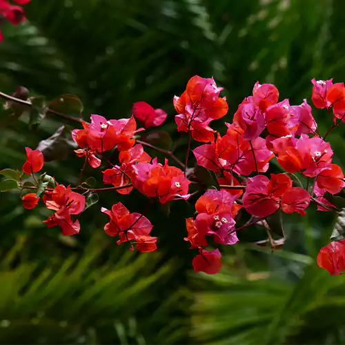 Buy Bougainvillea "Red" - Plant Online at Lalitenterprise