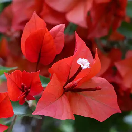 Buy Bougainvillea "Red" - Plant Online at Lalitenterprise