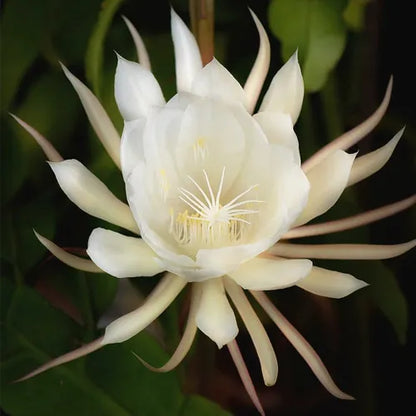 Buy Brahma Kamal (White) Plant - Lalit Enterprise