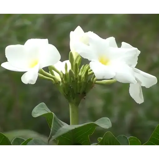 Plumeria Pudica White Plant - Lalit Enterprise
