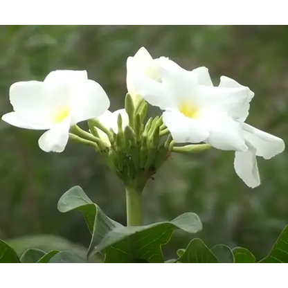 Plumeria Pudica White Plant - Lalit Enterprise