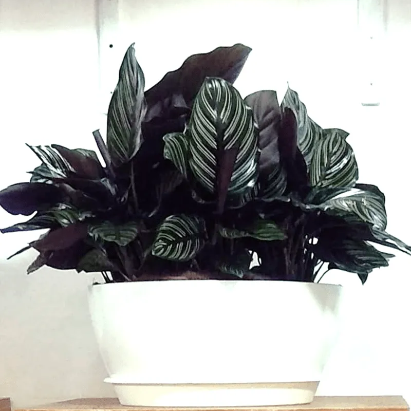 Buy Marantha Ornata - Plant Online at Lalitenterprise