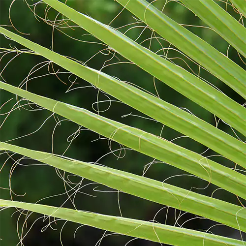 Buy California Palm Plant Online at  Lalit Enterprise