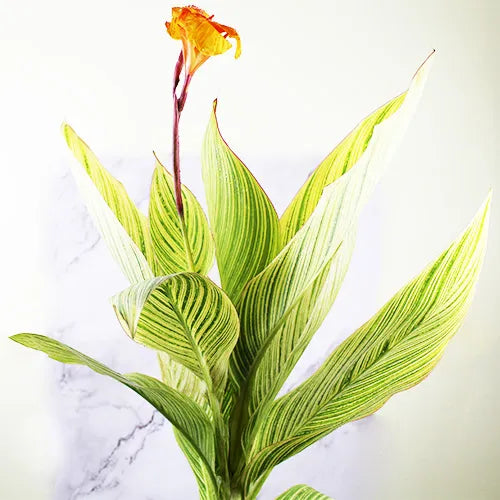 Buy Canna Lily Variegated - Plant Online at Lalitenterprise