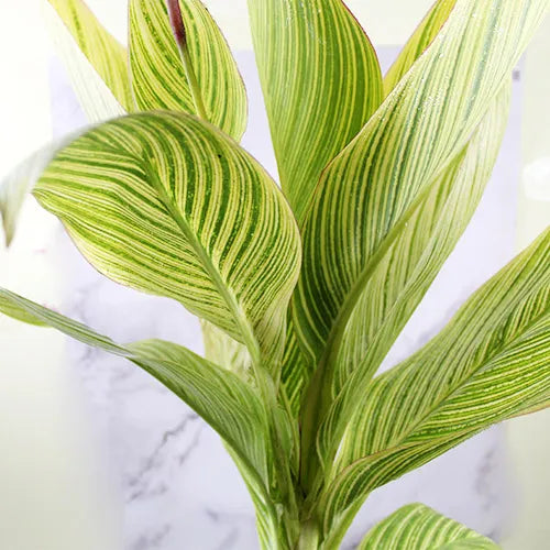 Buy Canna Lily Variegated - Plant Online at Lalitenterprise