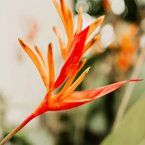 Buy Canna Lily Variegated - Plant Online at Lalitenterprise