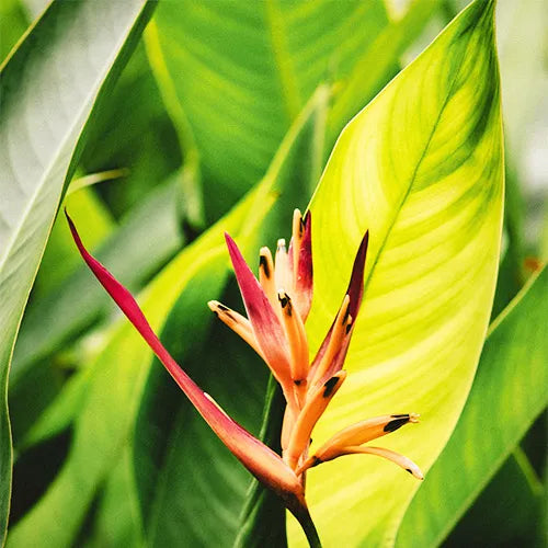 Buy Canna Lily Variegated - Plant Online at Lalitenterprise