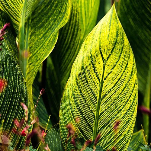 Buy Canna Lily Variegated - Plant Online at Lalitenterprise