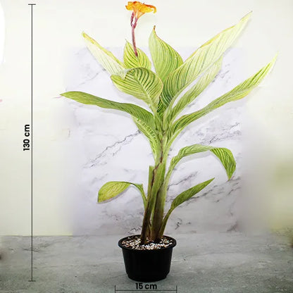 Buy Canna Lily Variegated - Plant Online at Lalitenterprise