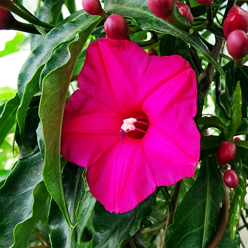 Buy Cardinal Creeper (Ipomoea Horsfalliae) - Plant Online at Lalitenterprise